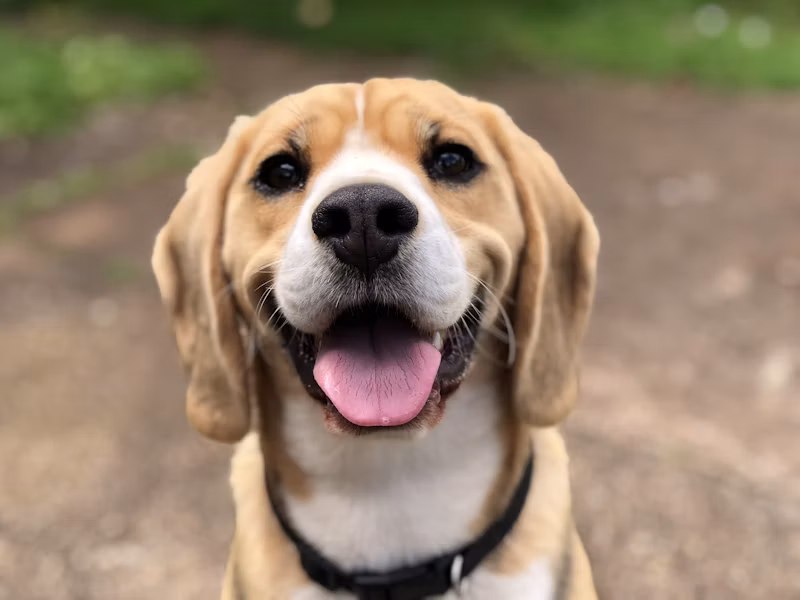 Condicionador Pet