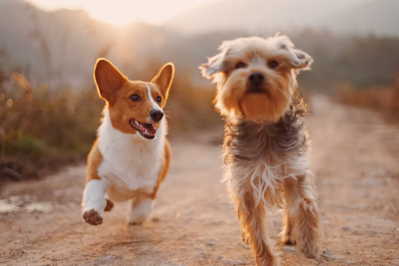 Capa de Chuva para Cães